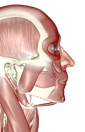 stylohyoid - The muscles of the head and face Stock Photo - Premium Royalty-Free, Code: 671-02094163