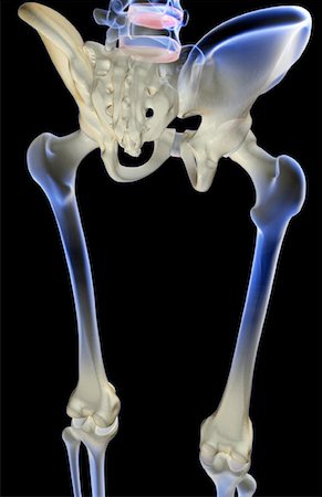 simsearch:671-02093132,k - The bones of the lower limb Foto de stock - Royalty Free Premium, Número: 671-02094174