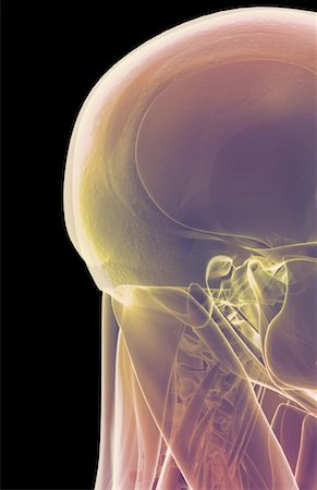 The muscles of the head and neck Stock Photo - Premium Royalty-Free, Code: 671-02094175