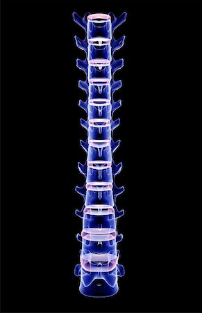 The lumbar and thoracic vertebrae Stock Photo - Premium Royalty-Free, Code: 671-02094178