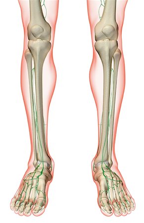 foot skeleton image - The lymph supply of the leg Stock Photo - Premium Royalty-Free, Code: 671-02094180