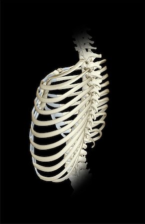 side view ribs anatomy - The thorax Stock Photo - Premium Royalty-Free, Code: 671-02094181