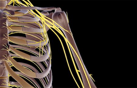 shoulder (anatomy) - The nerves of the shoulder Foto de stock - Sin royalties Premium, Código: 671-02094182