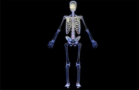 skeleton with black background - Le système squelettique Photographie de stock - Premium Libres de Droits, Code: 671-02094197