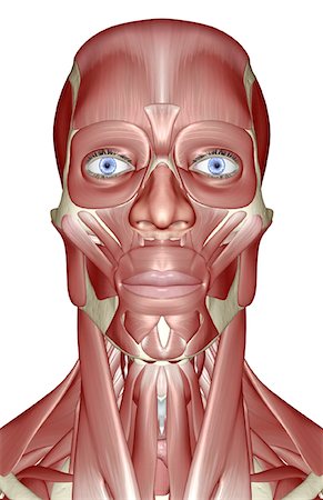 skeleton neck - The muscles of the head, neck and face Foto de stock - Sin royalties Premium, Código: 671-02094205