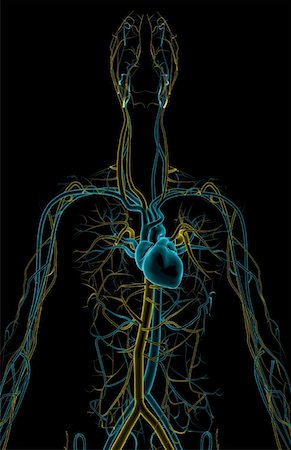 The blood vessels of the upper body Stock Photo - Premium Royalty-Free, Code: 671-02094207