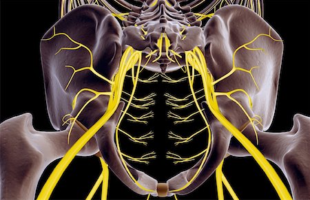 pelvis anatomy - The nerves of the pelvis Stock Photo - Premium Royalty-Free, Code: 671-02094201