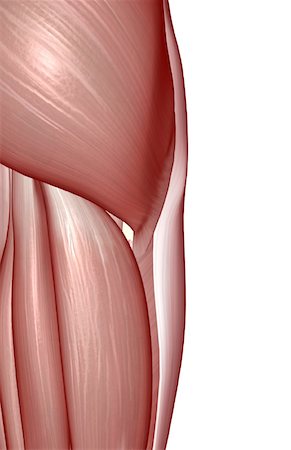 simsearch:671-02094335,k - The muscles of the hip Stock Photo - Premium Royalty-Free, Code: 671-02094236