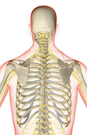 The nerves of the upper body Foto de stock - Sin royalties Premium, Código: 671-02094231