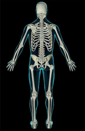 skeleton with black background - The skeletal system Stock Photo - Premium Royalty-Free, Code: 671-02094233