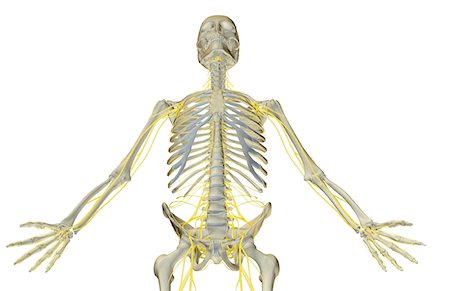 The nerves of the upper body Foto de stock - Sin royalties Premium, Código: 671-02094241