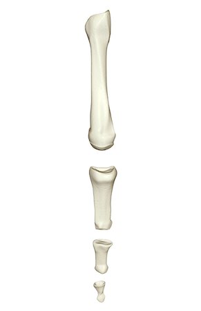 proximal phalanx - The bones of the finger Stock Photo - Premium Royalty-Free, Code: 671-02094257