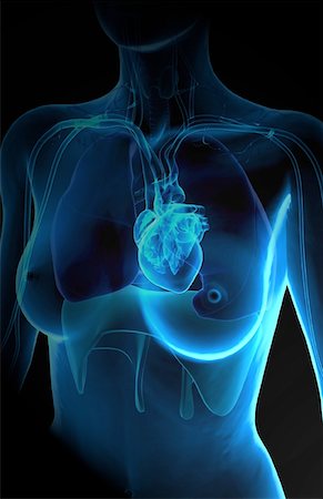 simsearch:671-02095772,k - The heart and the respiratory system Foto de stock - Sin royalties Premium, Código: 671-02094266