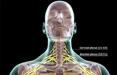 simsearch:671-02098304,k - The nerves of the neck Stock Photo - Premium Royalty-Free, Code: 671-02094261