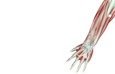 extensor digit minimi tendon - The musculoskeleton of the forearm Stock Photo - Premium Royalty-Free, Code: 671-02094274