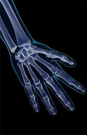 The bones of the hand Foto de stock - Sin royalties Premium, Código: 671-02094275