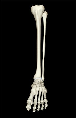 foot skeleton image - The bones of the leg Stock Photo - Premium Royalty-Free, Code: 671-02094276