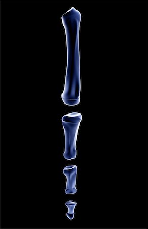 distal phalanx - The bones of the foot Stock Photo - Premium Royalty-Free, Code: 671-02094271