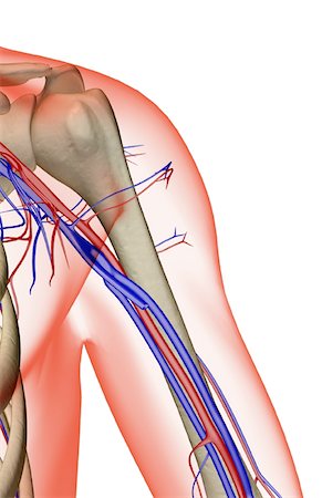 The blood supply of the shoulder Stock Photo - Premium Royalty-Free, Code: 671-02094272