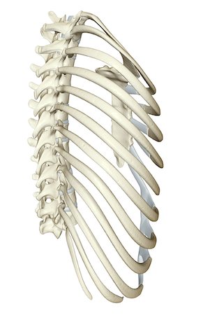 side view ribs anatomy - The thorax Stock Photo - Premium Royalty-Free, Code: 671-02094273