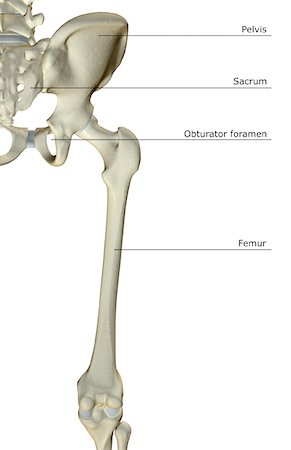 The bones of the hip and lower limb Stock Photo - Premium Royalty-Free, Code: 671-02094288
