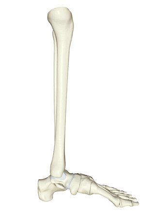 foot skeleton image - The bones of the leg Stock Photo - Premium Royalty-Free, Code: 671-02094295