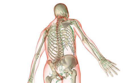 simsearch:671-02092645,k - L'approvisionnement des lymphatiques de la partie supérieure du corps Photographie de stock - Premium Libres de Droits, Code: 671-02094291
