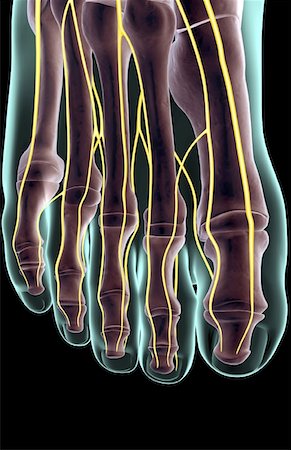 The nerves of the foot Foto de stock - Sin royalties Premium, Código: 671-02094304