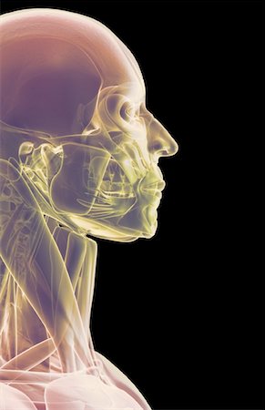 stylohyoid - The muscles of the head and face Stock Photo - Premium Royalty-Free, Code: 671-02094308