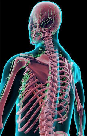 The lymph supply of the upper body Stock Photo - Premium Royalty-Free, Code: 671-02094315