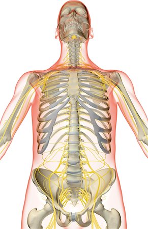 simsearch:671-02096902,k - The nerves of the upper body Foto de stock - Royalty Free Premium, Número: 671-02094325