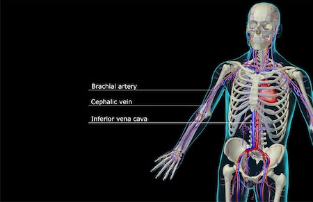 simsearch:671-02097409,k - The blood supply of the upper body Foto de stock - Sin royalties Premium, Código: 671-02094326