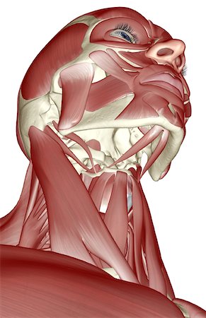 The muscles of the head and neck Stock Photo - Premium Royalty-Free, Code: 671-02094330