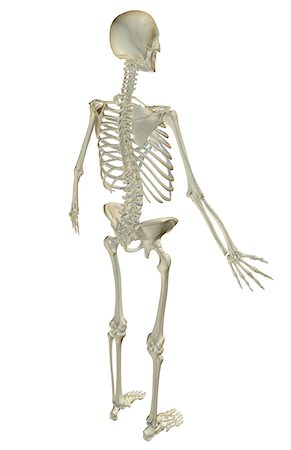 skeleton profile - The skeletal system Stock Photo - Premium Royalty-Free, Code: 671-02094342