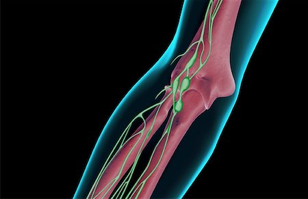 elbow lymph supply - The lymph supply of the elbow Stock Photo - Premium Royalty-Free, Code: 671-02094357