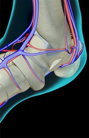 foot skeleton image - The blood supply of the foot Stock Photo - Premium Royalty-Free, Code: 671-02094365