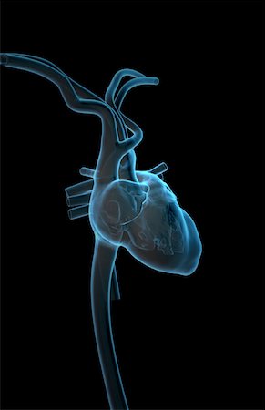 The heart and major vessels Stock Photo - Premium Royalty-Free, Code: 671-02094366