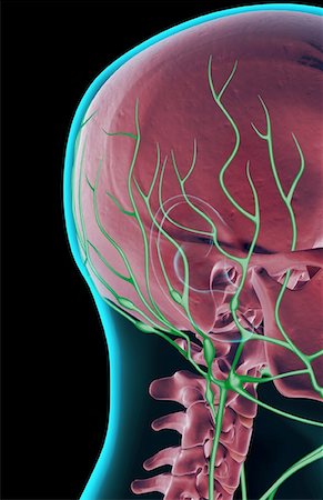 simsearch:671-02092645,k - L'approvisionnement des lymphatiques de la tête et du cou Photographie de stock - Premium Libres de Droits, Code: 671-02094370