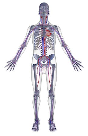 simsearch:671-02098380,k - The vascular system Fotografie stock - Premium Royalty-Free, Codice: 671-02094386