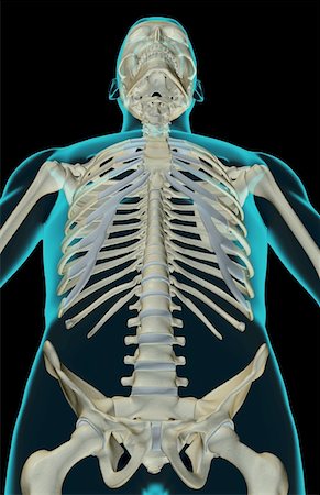 simsearch:671-02097189,k - The bones of the upper body Foto de stock - Sin royalties Premium, Código: 671-02094387