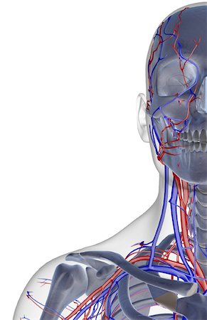 simsearch:671-02096862,k - The blood supply of the face, neck and shoulder Foto de stock - Sin royalties Premium, Código: 671-02094381