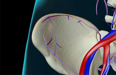 simsearch:671-02095935,k - L'approvisionnement en sang de la hanche Photographie de stock - Premium Libres de Droits, Code: 671-02094395