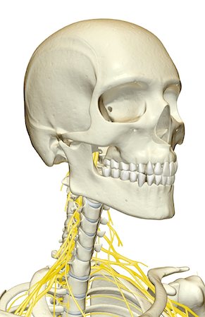 simsearch:671-02098304,k - The nerves of the neck Stock Photo - Premium Royalty-Free, Code: 671-02094406