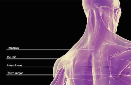 skeleton neck - The muscles of the head and neck Foto de stock - Sin royalties Premium, Código: 671-02094407