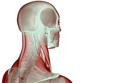 The musculoskeleton of the head and neck Stock Photo - Premium Royalty-Free, Code: 671-02094401