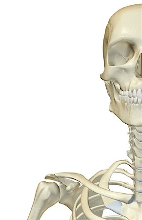 The bones of the face, neck and shoulder Stock Photo - Premium Royalty-Free, Code: 671-02094418