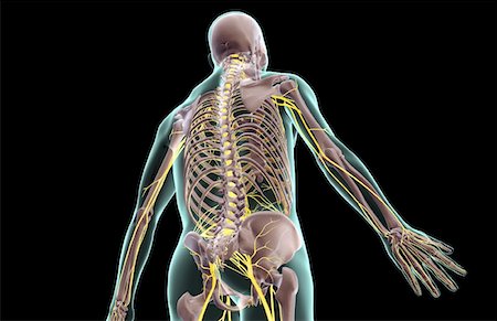 simsearch:671-02092292,k - The nerves of the upper body Stock Photo - Premium Royalty-Free, Code: 671-02094426
