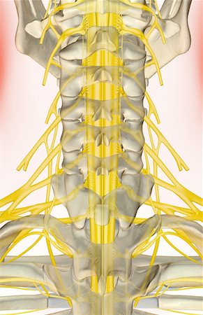 simsearch:671-02098304,k - The nerves of the neck Stock Photo - Premium Royalty-Free, Code: 671-02094428