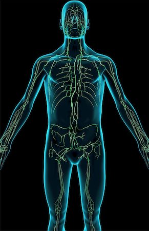 The lymph supply of the upper body Stock Photo - Premium Royalty-Free, Code: 671-02094422