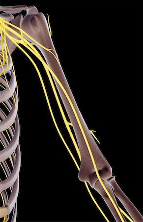 front of shoulder nerve anatomy - The nerves of the shoulder and upper arm Stock Photo - Premium Royalty-Free, Code: 671-02094436